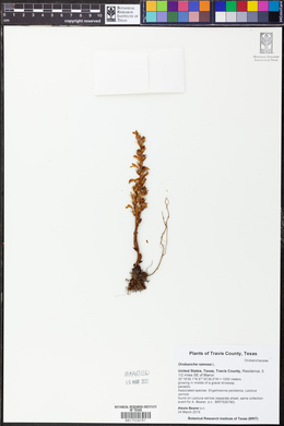 Orobanche ramosa image