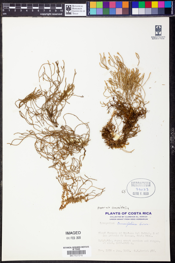 Phlegmariurus cuneifolius image
