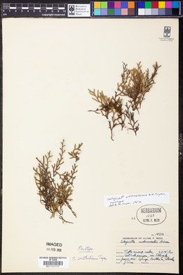 Selaginella weatherbiana image