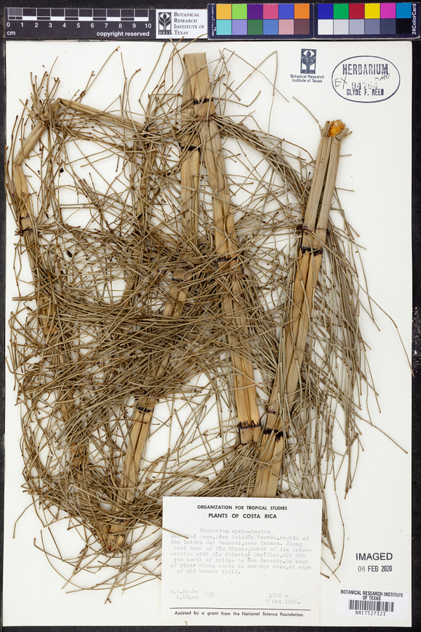 Equisetum myriochaetum image
