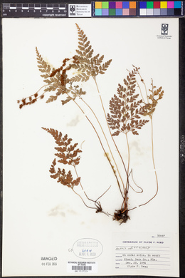 Anemia adiantifolia image