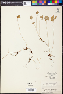 Marsilea macropoda image