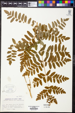 Osmunda regalis subsp. spectabilis image