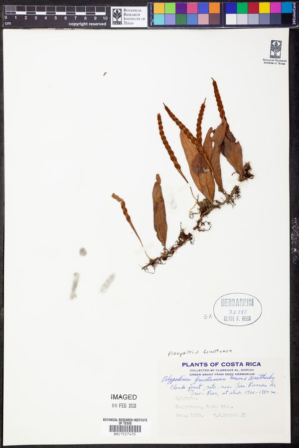 Pleopeltis fructuosa image