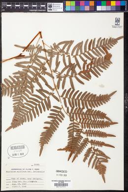 Pteridium aquilinum var. latiusculum image