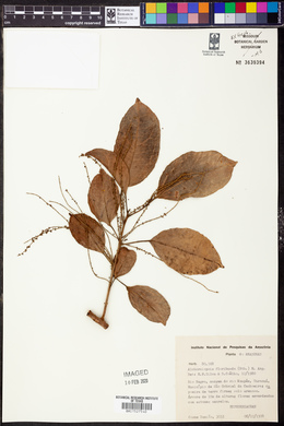 Alchorneopsis floribunda image