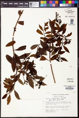 Euphorbia laurifolia image