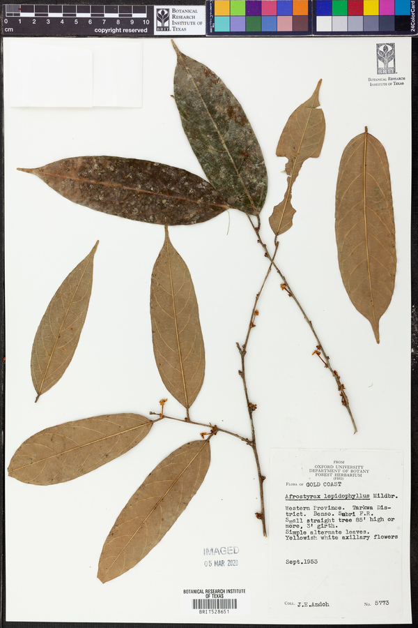 Afrostyrax lepidophyllus image