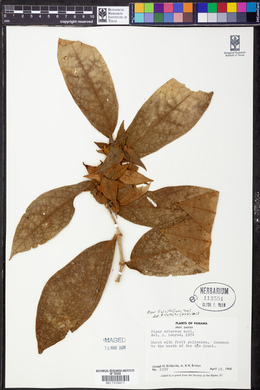 Piper falcifolium image