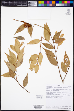 Orthaea boliviensis image