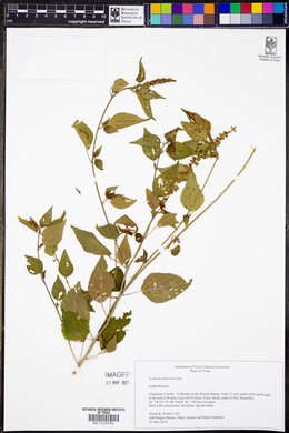 Acalypha phleoides image