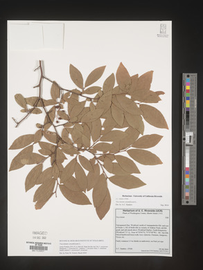 Image Associated With the Occurence