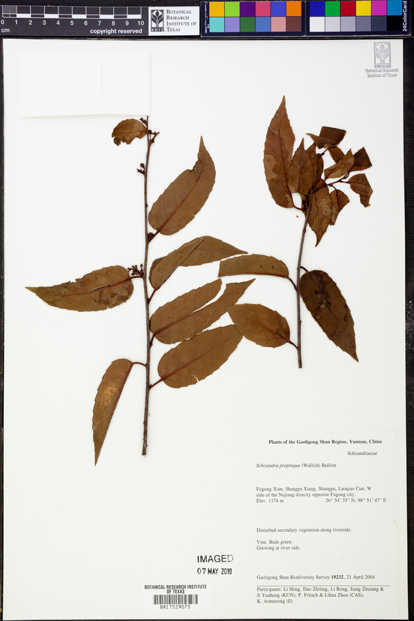 Schisandra propinqua image