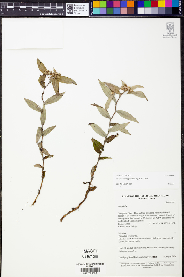 Anaphalis oxyphylla image