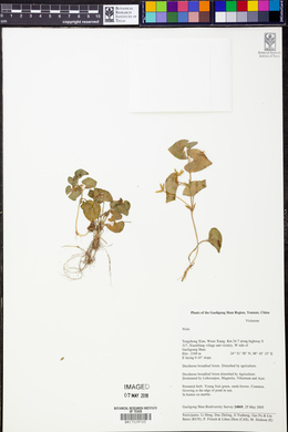 Image Associated With the Occurence