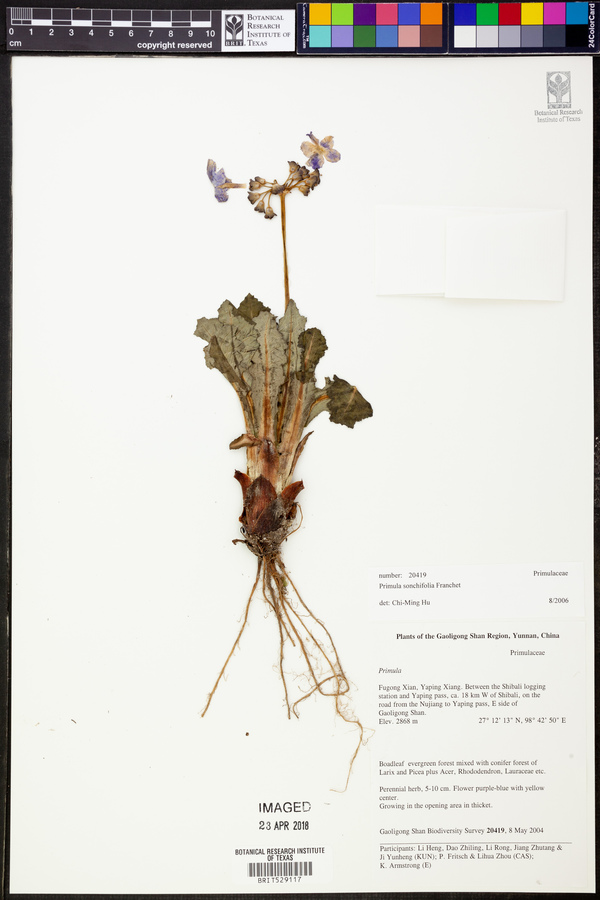 Primula sonchifolia image