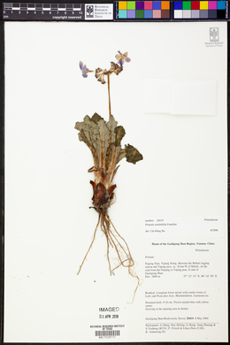 Image of Primula sonchifolia