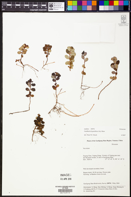 Gaultheria hypochlora image