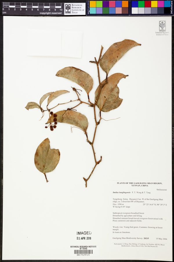 Smilax lunglingensis image