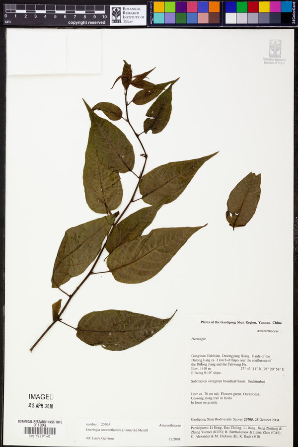 Deeringia amaranthoides image