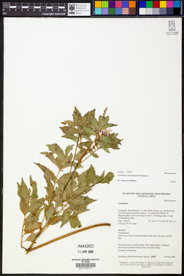 Cardamine macrophylla image
