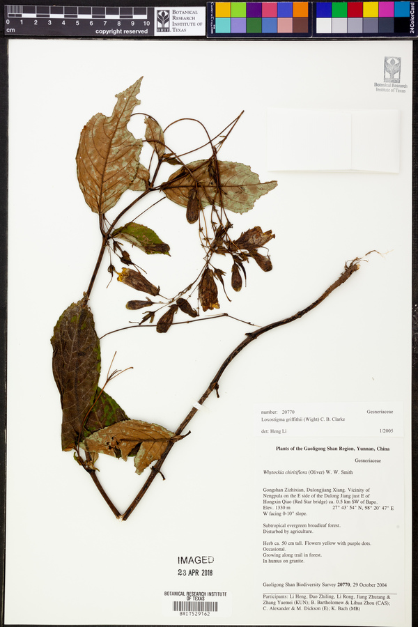 Loxostigma griffithii image