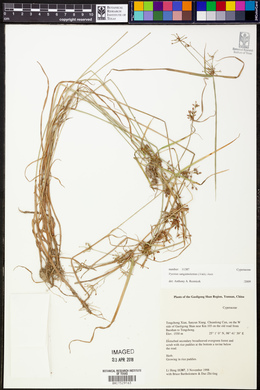 Pycreus sanguinolentus image