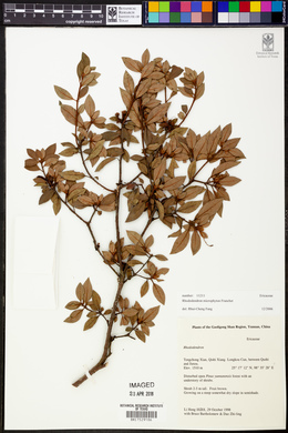 Rhododendron microphyton image