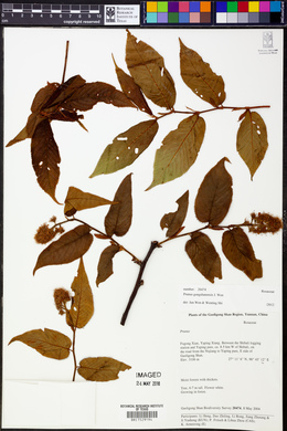 Image of Prunus gongshanensis