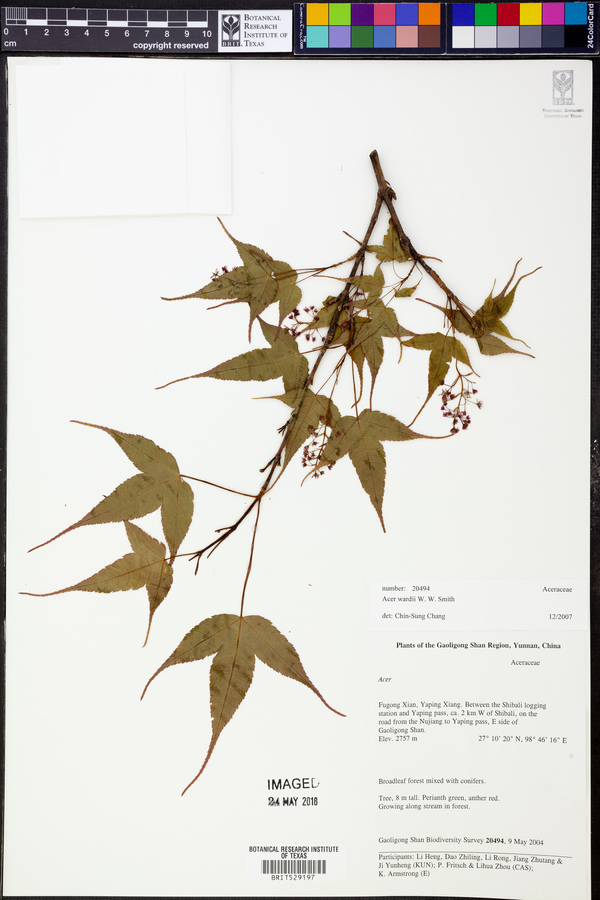 Acer wardii image