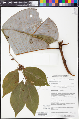 Magnolia rostrata image