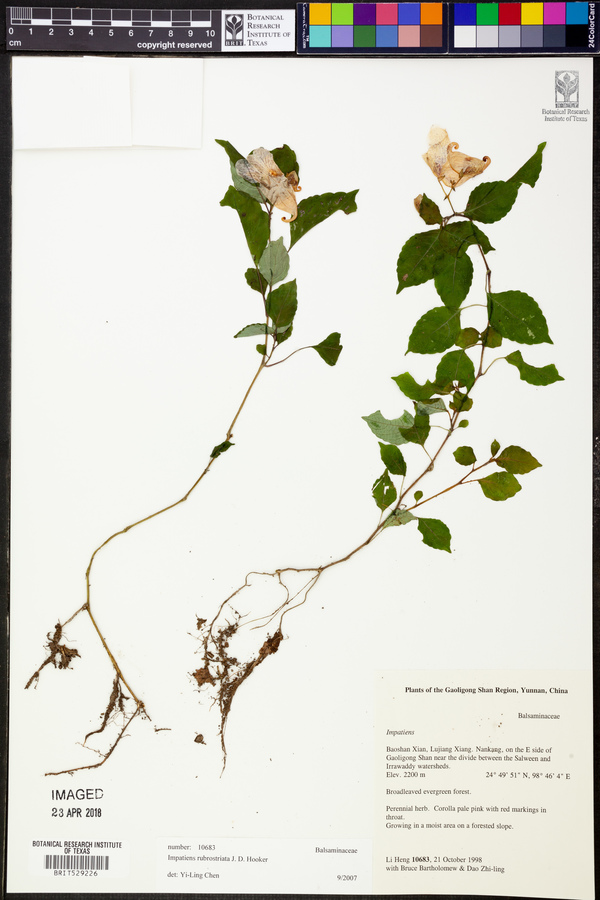 Impatiens rubrostriata image