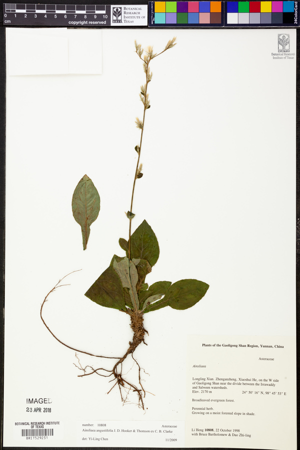 Ainsliaea angustifolia image