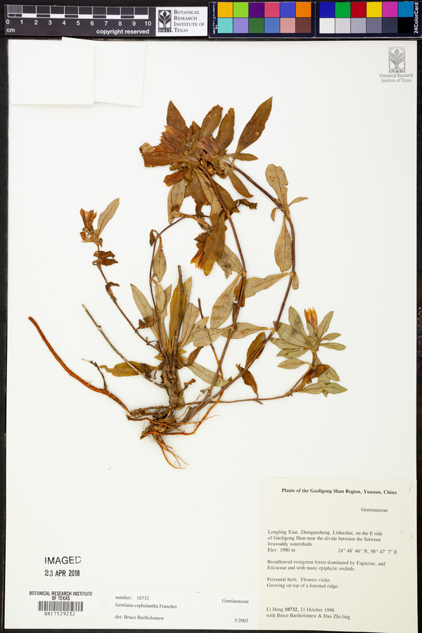 Gentiana cephalantha image