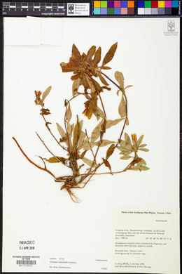 Image of Gentiana cephalantha