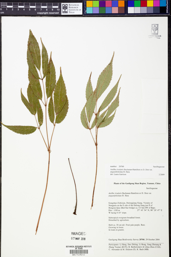 Astilbe rivularis image