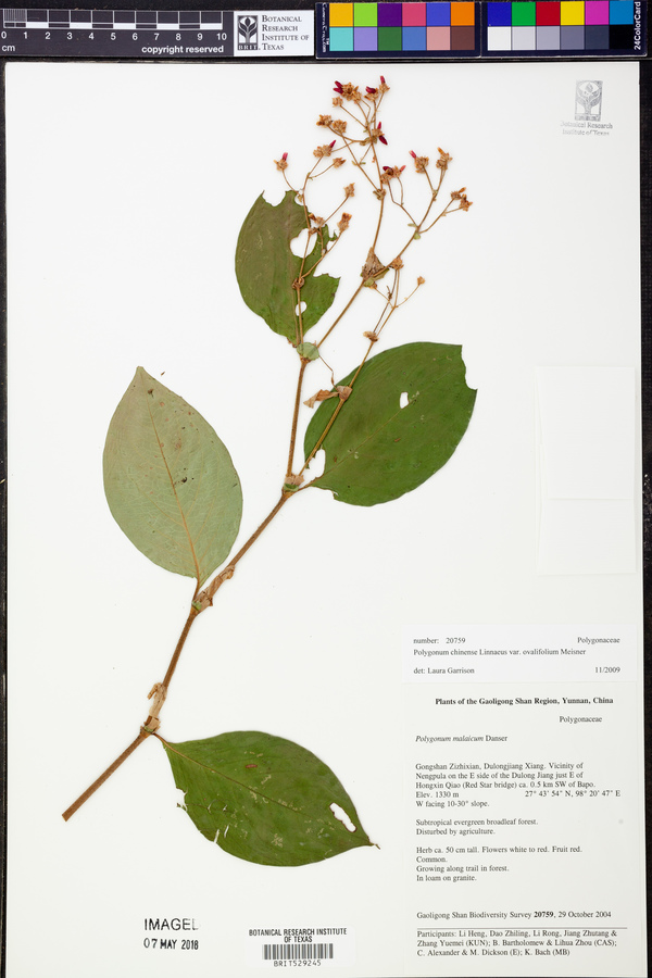 Polygonum chinense var. ovalifolium image