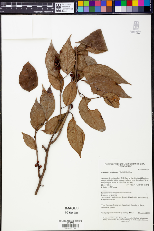 Schisandra propinqua image