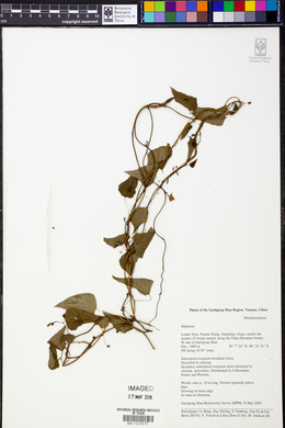 Image Associated With the Occurence