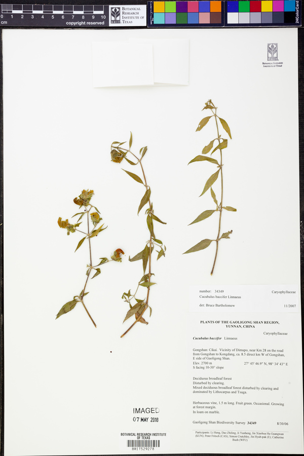 Silene baccifera image