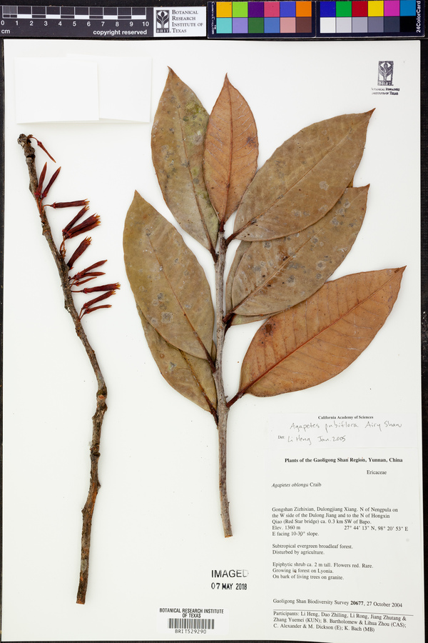 Agapetes pubiflora image