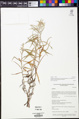 Anaphalis margaritacea var. angustifolia image