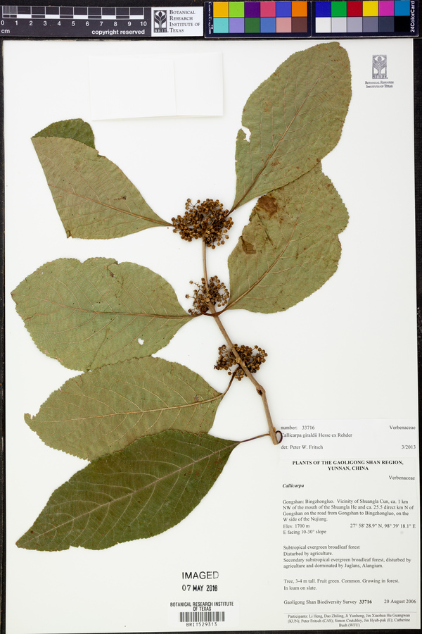 Callicarpa giraldii image