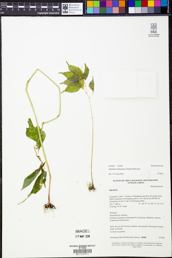 Impatiens bahanensis image