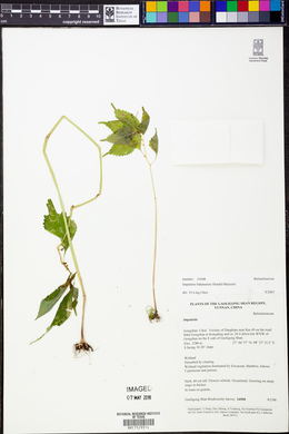 Image of Impatiens bahanensis