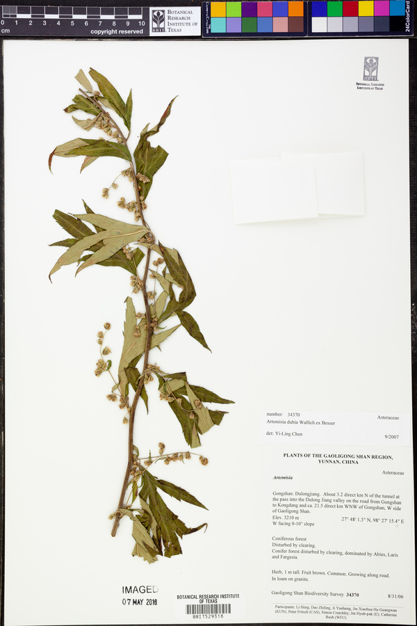 Artemisia dubia image