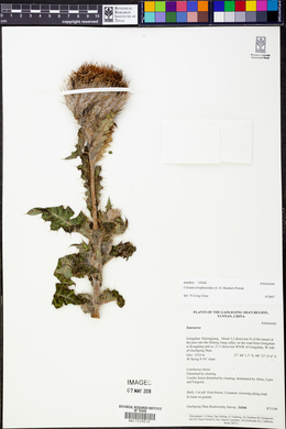 Image of Cirsium eriophoroides