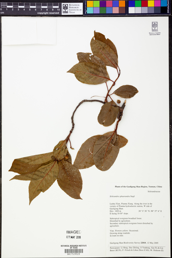Schisandra sphaerandra image