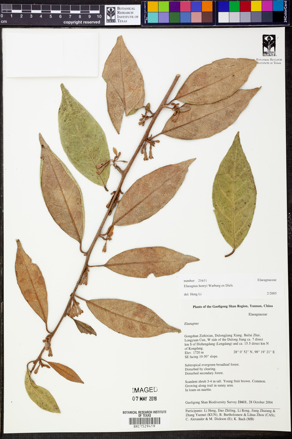 Elaeagnus henryi image