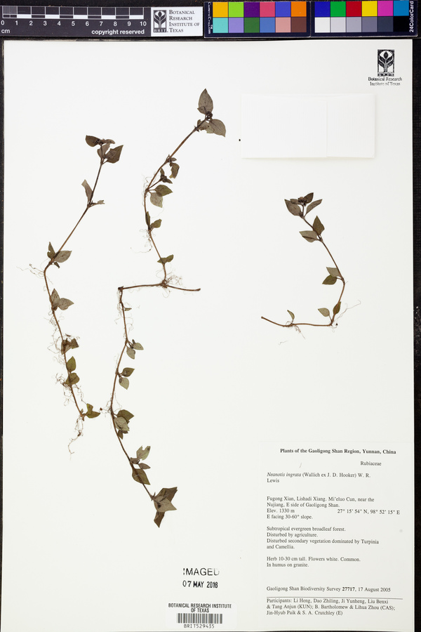 Neanotis ingrata image